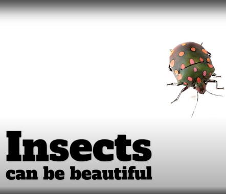 Insects Are Beautiful