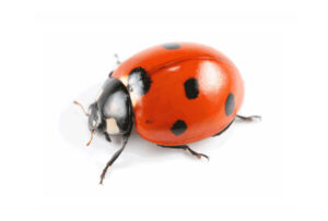 Asian Lady Beetles