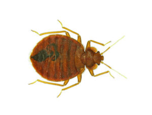 Bed Bugs