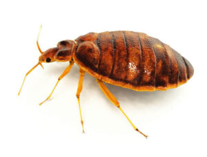 Bed Bugs