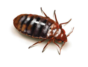Bed Bugs