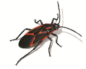 Boxelder Bugs