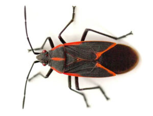 Boxelder Bugs