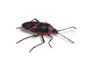 Boxelder Bugs