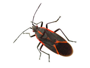 Boxelder Bugs