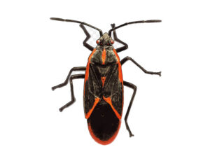 Boxelder Bugs
