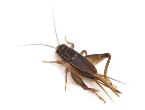 crickets