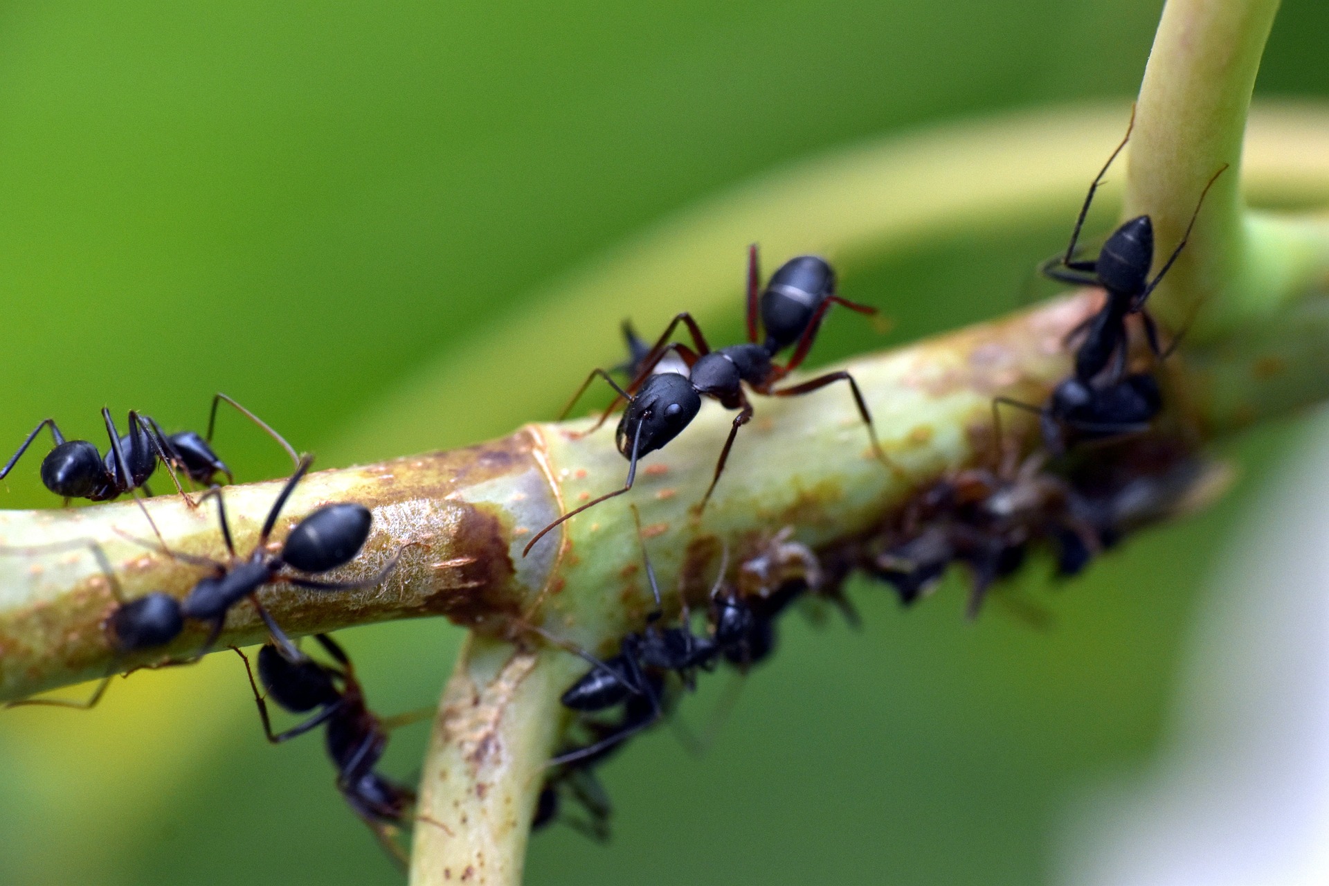 A line of ants crawling on a branch.