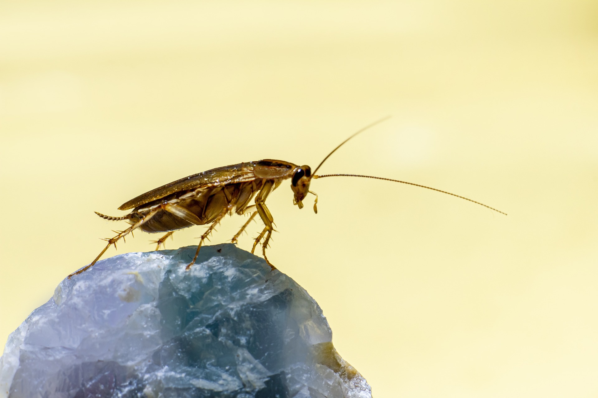 A cockroach on a rock.