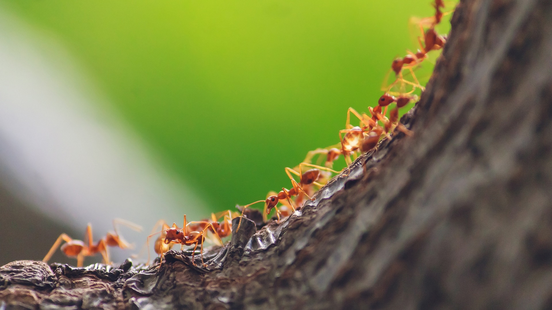 A line of ants crawling on a branch.