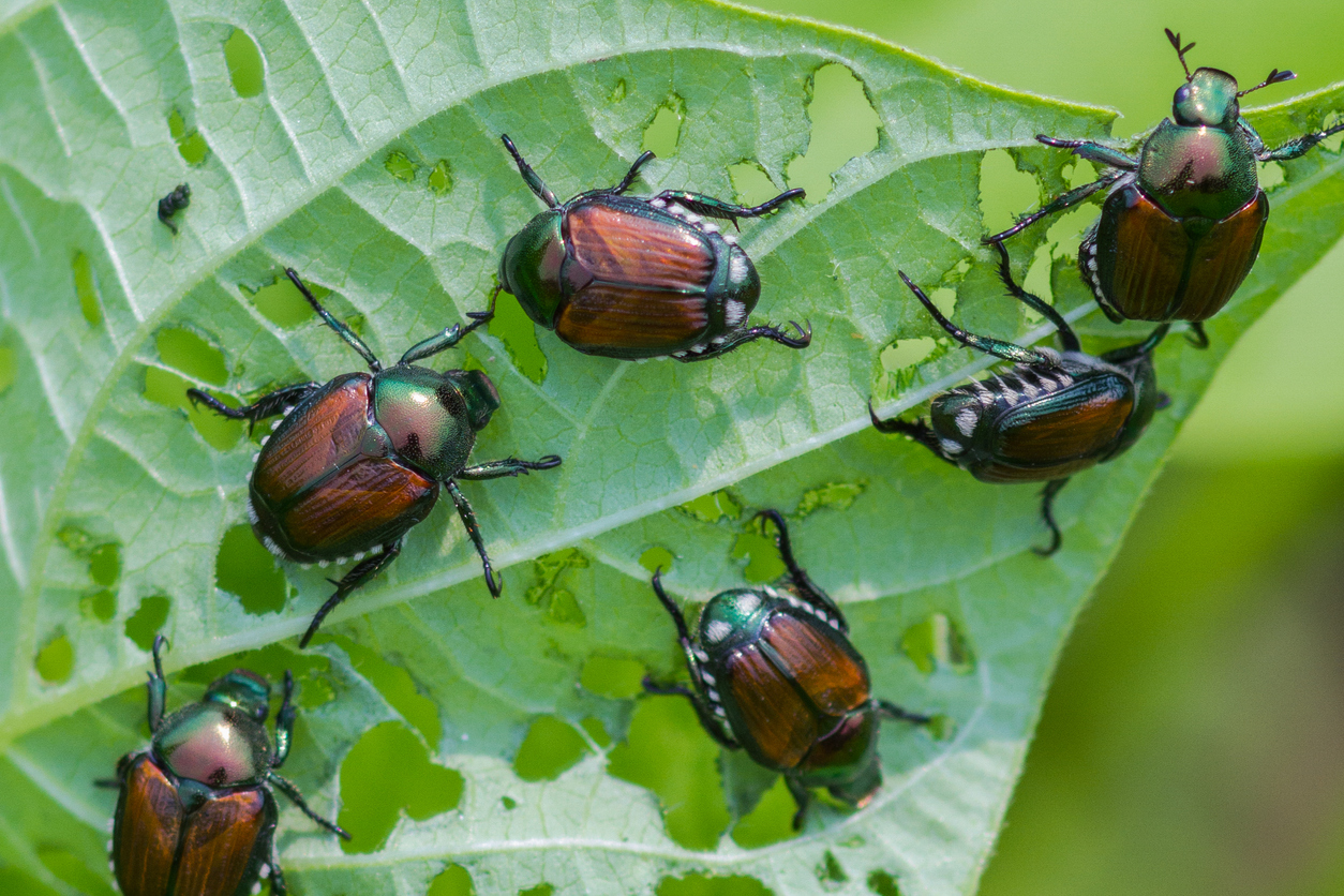 Get Rid of Lady Beetles: Top Illinois Pest Guide