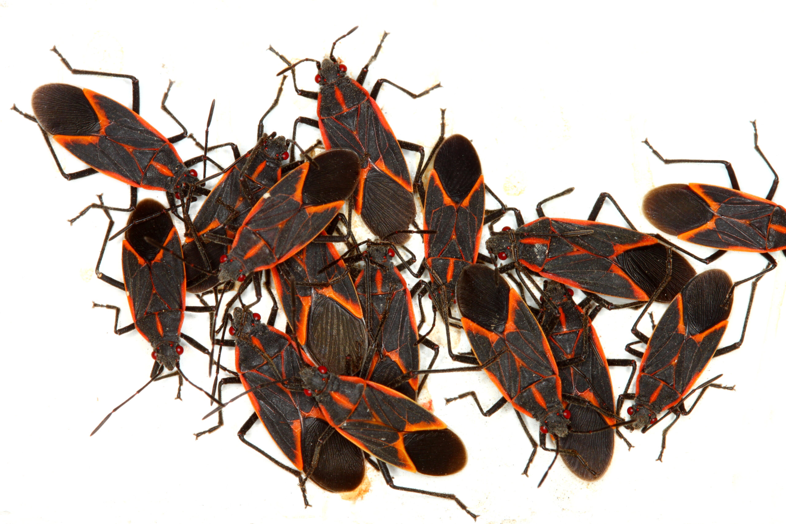 Ant Exterminator Elgin IL: Expert Pest Control Solutions