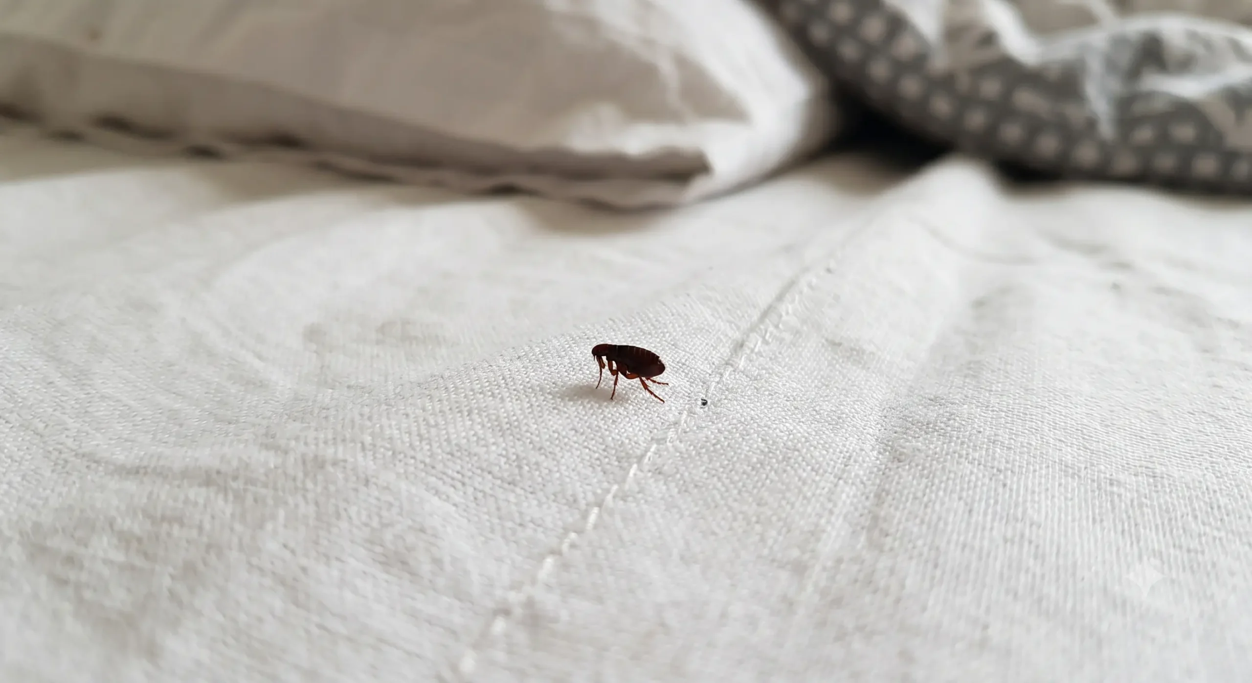 How to Get Rid of Bed Bugs Permanently